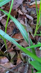 Image result for Coleotrype laurentii