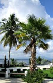 Palm Tree Identification