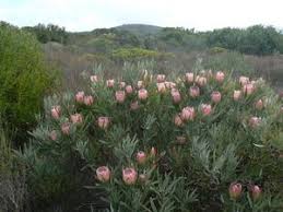 Sanbi Protea Burchellii Protea Southern Africa Species