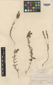 Image result for Pycreus cuanzensis