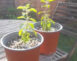 Image result for Telfairia pedata