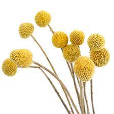 4 bags natural dried pressed flowers leaves set, mixed dried flowers colorful real dry flowers for diy candle resin jewelry nail crafts pendant floral decoration supplies 4.6 out of 5 stars 85 $9.99 $ 9. 10pcs Christmas Decor Natural Dried Round Yellow Billy Balls Dried Flowers Wedding Bouquet Artificial Dried Flowers Aliexpress