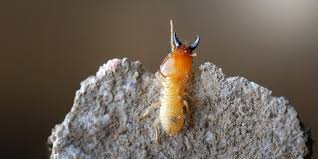 15725158 itt a videóletöltés ideje! Three Bugs That Look Like Ants Insect Cop