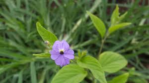 Image result for Browallia americana