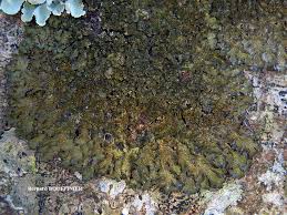 Image result for Landolphia glabra