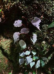 Image result for Begonia oxyloba