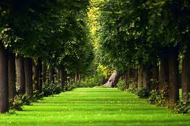 It was originally a residence of the naitō family in the edo period. Wallpaper Avenue Trees Path Summer Park Leaves Lawn 2048x1365 Wallup 661361 Hd Wallpapers Wallhere