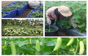 Buah yang dapat matang setelah dipetik umumnya sudah memiliki seluruh nutrisi dalam buah tersebut namun masih banyak yang berbentuk asam dan pati. Aplikasi Em4 Timun California Rajin Berbuah Emindonesia Com