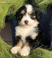 Mini Bernedoodle Puppies For Sale Greenfield Puppies Bernedoodle Puppy Poodle Mix Breeds Cute Dogs Breeds