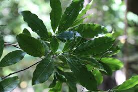 Image result for Ocotea