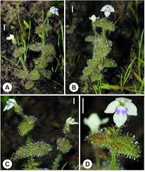 Image result for Crepidorhopalon