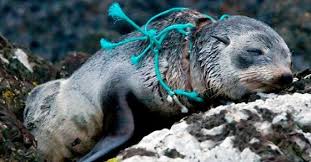 Plastic Straws Animals Ocean Conservation Stop Animal Cruelty