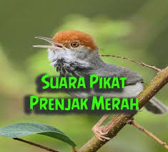 Ajari makan nasi putih dan minum susu putih. Download Gambar Burung Cendrawasih Download Suara Burung Prenjak Untuk Memikat Suarakicau 1000 Gambar Burung Kicauan Dan Burung Gambar Burung Binatang Gambar