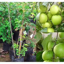Pohon bidara bisa tumbuh hingga mencapai tinggi 15 meter dengan ranting dan cabang yang sangat banyak dan berduri. Pokok Bidara Epal Hybrid Lazada