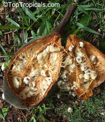 The american heritage® student science dictionary, second edition. Adansonia Digitata Baobab Cream Of Tartar Tree Monkey Bread Tree Lemonade Tree Upside Down Tree Toptropicals Com