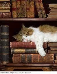 Bookcases Easy Home Concepts In 2020 Cat Sleeping Cats Cat Nap