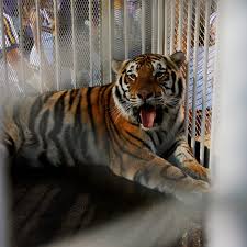 Lsu S Next Mike The Tiger Mascot Won T Enter The Football Stadium Sbnation Com