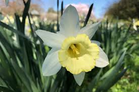 Unter anderen sind es die stoffe namens lycorin und haemanthamin sowie kalziumoxalate, die toxisch wirken. Osterglocken Narcissus Bild 25 Schoner Wohnen