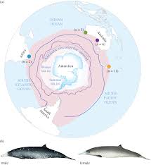 Abstract two types of berardius are recognised by local whalers in hokkaido, japan. Ocean Wide Genomic Variation In Gray S Beaked Whales Mesoplodon Grayi Royal Society Open Science