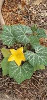 Image result for Cucurbita moschata