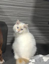 he is withering away🐾🤣🐾 #dog #pet #fyp...