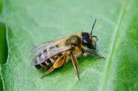 Maybe you would like to learn more about one of these? How To Get Rid Of Ground Bees Brody Brothers Pest Control