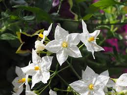 The solanaceae is a large varied family of trees, shrubs and herbs including 90 genera and more than 2000 species. Flower Flowers White Star Solanum Laxum Solanum Jasminoides Nightshade Solanum Solanaceae Climber Plant Container Plant Pikist