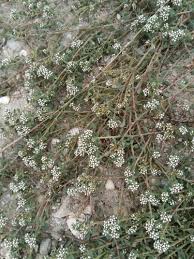 Image result for Corrigiola