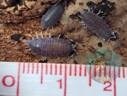 Image result for Polhillides