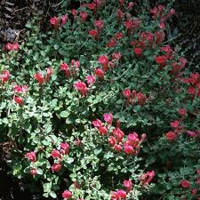 Image result for Scutellaria violascens