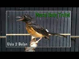 Maybe you would like to learn more about one of these? Kenali Ciri Trotolan Murai Batu Jantan Umur 2 Bulan Youtube