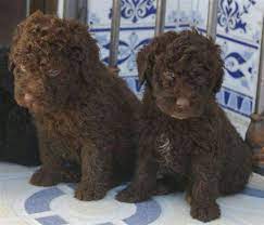 perro de agua spanischer wasserhund hunde tiere
