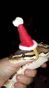 The Festive Fancy Cute Snake Pet Snake Cute Reptiles