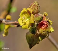 Image result for Sterculia rogersii