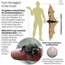 To view this presentation, you'll need to allow flash. Bats Smoke Them Out Nuke Them Or Love Them Special Reports Gulf News
