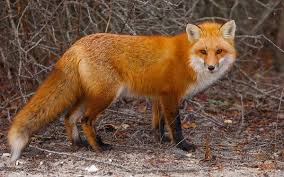 Resultado de imagen de zorro