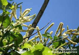 Image result for Terminalia trichopoda