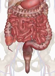 The skin is the largest organ in the human body. Human Intestines Interactive Anatomy Guide