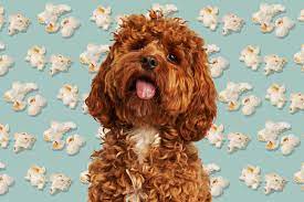 While not exactly a nutritional powerhouse, popcorn does contain many nutrients that are quite healthy for. Can Dogs Eat Popcorn Safely Daily Paws
