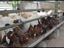 Kacang tanah atau dalam bahasa latinny arachis hypogaea biasanya hanya dijadika sebagai tanaman sela atau. 081225244539 Cara Mudah Penggemukan Kambing Kacang Lokal Youtube