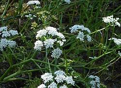 Image result for Oenanthe