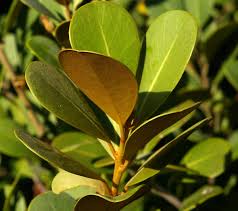 Image result for Mimusops afra