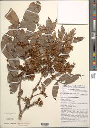 Image result for Gilbertiodendron