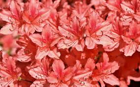 Beautiful spring flowers (often heavily scented), berries. 5 Best Shrubs To Plant This Fall Green Vista Tree Care