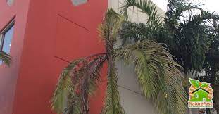 Can't find the answer to your pest control question? 12 Diseases Of Palms In South Florida Landscapes