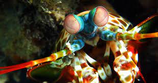 Blend until very smooth and set aside. What Happens When A Mantis Shrimp Packs A Punch Sport Diver