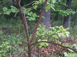 Persimmon trees (diospyros spp.) grow in u.s. Wild Walk Persimmons Show Me Oz