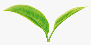 Discover and download free leaf png images on pngitem. Tea Leaf Png Green Tea Leaves Png Transparent Png Transparent Png Image Pngitem