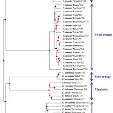 Ecco gli accordi di chitarra per suonare lemon tree dei fool's garden. Pdf African Journal Of Biotechnology Chemical Analyses Antibacterial Activity And Genetic Diversity Assessment Of Some Egyptian Citrus Spp Cultivars