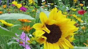 I've always had good luck with pollinator mixes available at garden centers. Wildflowers For Attracting Pollinators American Meadows